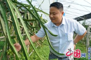 句容熊國云:藥企高管返鄉當農民把火龍果種成致富果