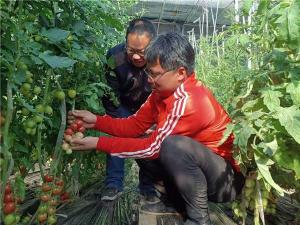 山東茌平:返鄉青年為鄉村振興注入新動能